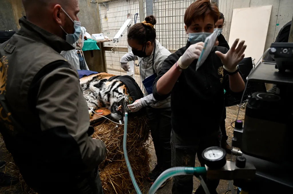 FRANCE-ANIMAL-CARE Horizontal
tigris fogászat fog 