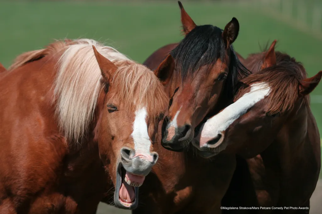The Comedy Pet Photography Awards 2020
MagdalÃ©na StrakovÃ¡
Prague
Czech Republic
Phone: 
Email: 
Title: Gossip Girls
Description: I was photographing horses in a pasture, and these three got together and appeared to have a chat, gossipping like giggling 