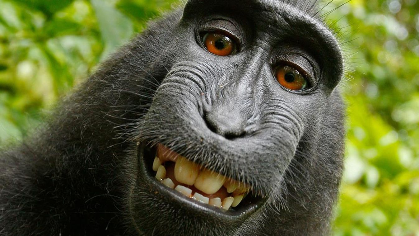 fotó szelfie makákó majom fénykép Wikipedia 