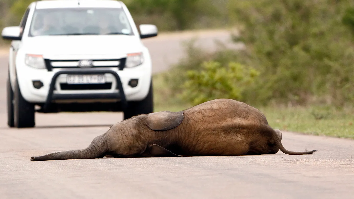 Álomszuszik alvó elefánt 