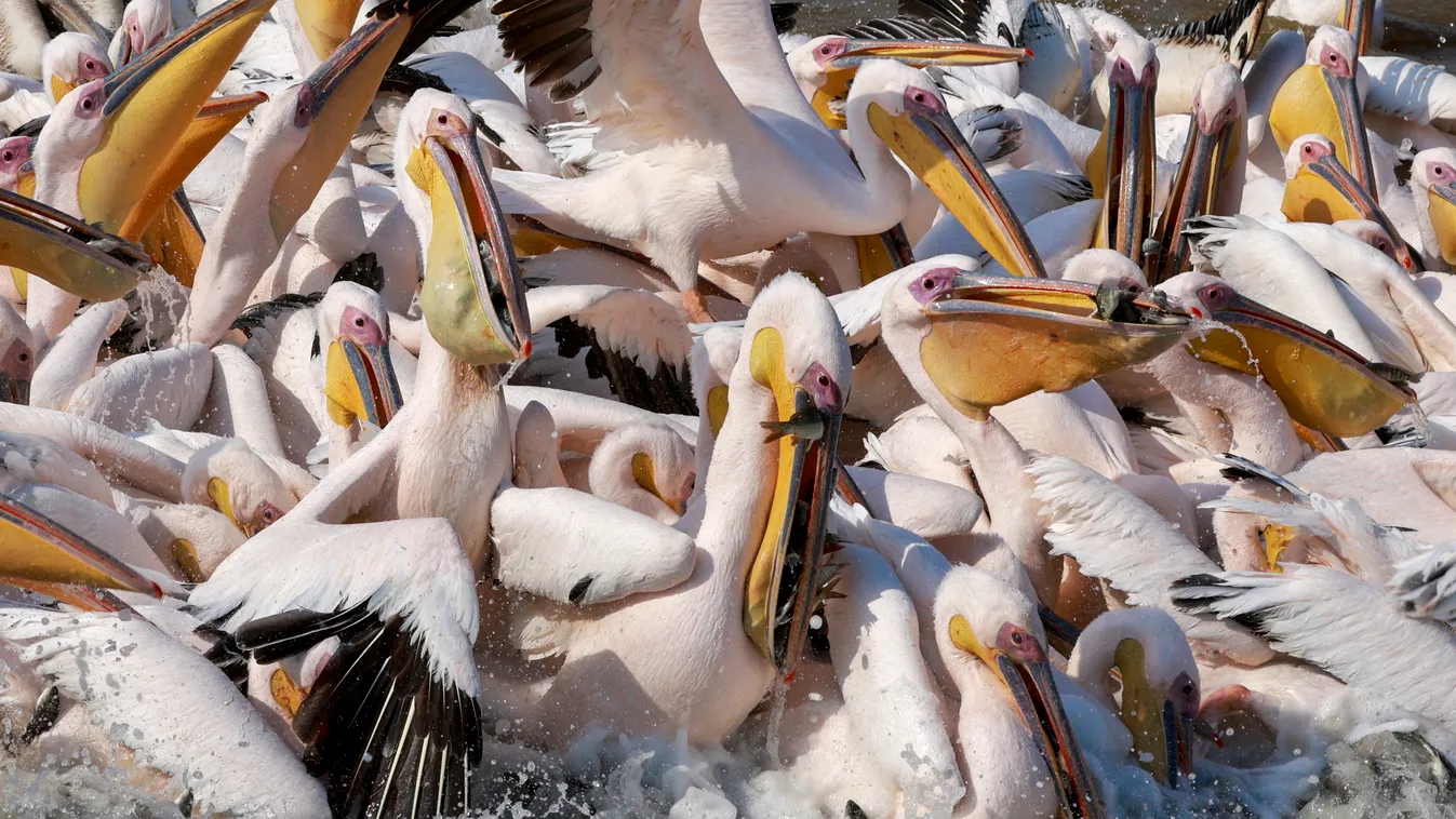 pelikán, illusztráció 
