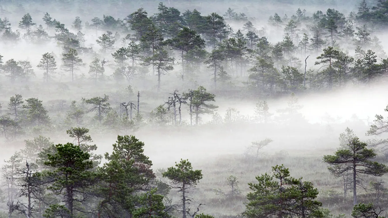 gaia elmélet, ködben úszó fenyőerdő észtországban, illusztráció