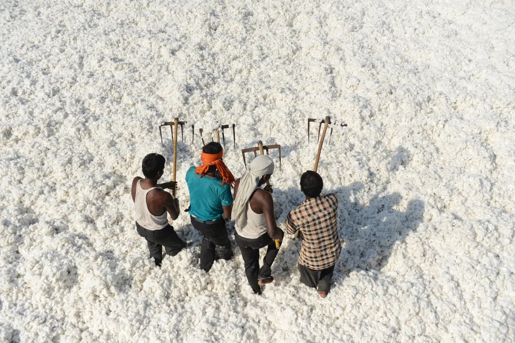 pamutszüret, pamut, cotton, cotton harvest, pamutszüret galéria,  HIGH ANGLE COTTON MAN HARVEST WORKER 