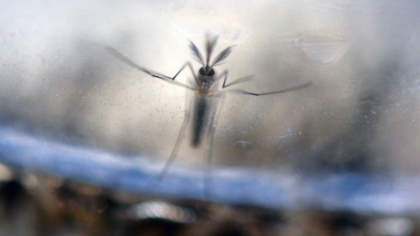 Aedes Aegypti 