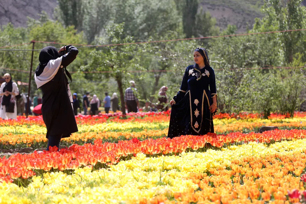 Asara Tulipán Fesztivál, virág, tavasz, tulipán, fesztivál, Asara, Irán, emberek, természet 