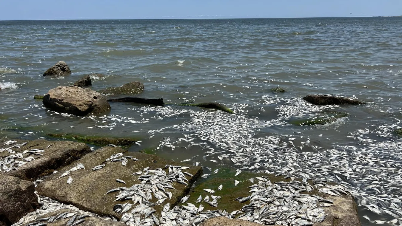 Több tízezer haltetemet mosott partra a víz Texas partjainál 