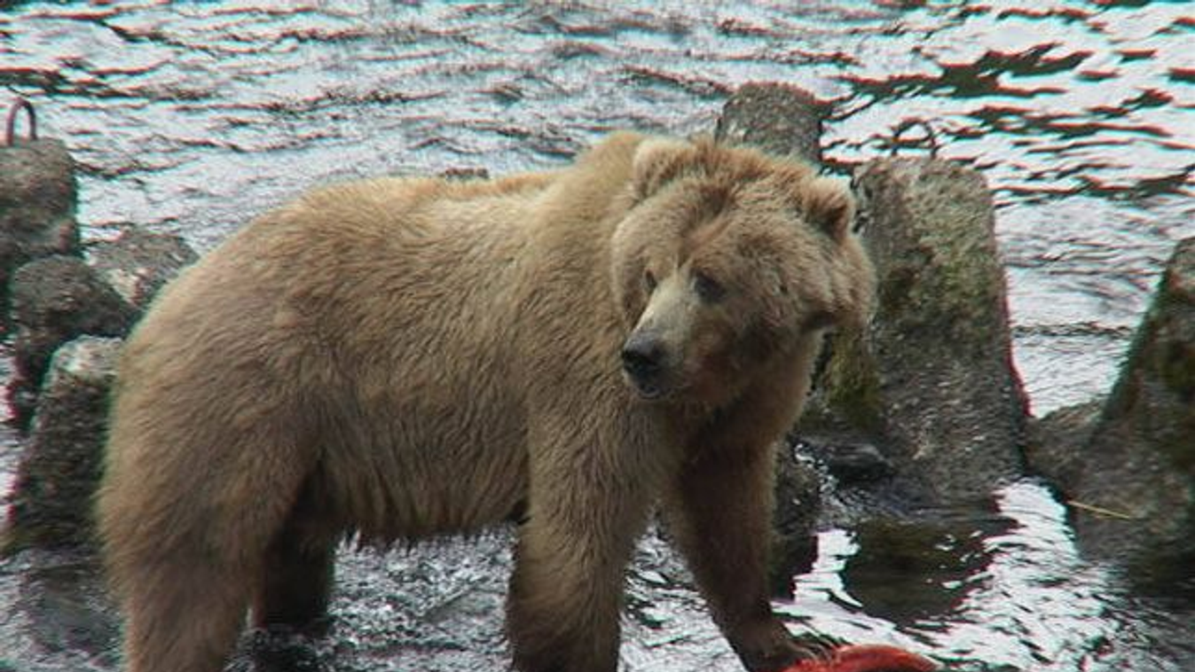 Kodiak-medve, lazac 