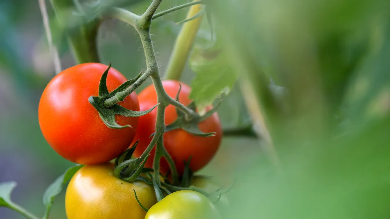 növény, paradicsom, tomatoe 