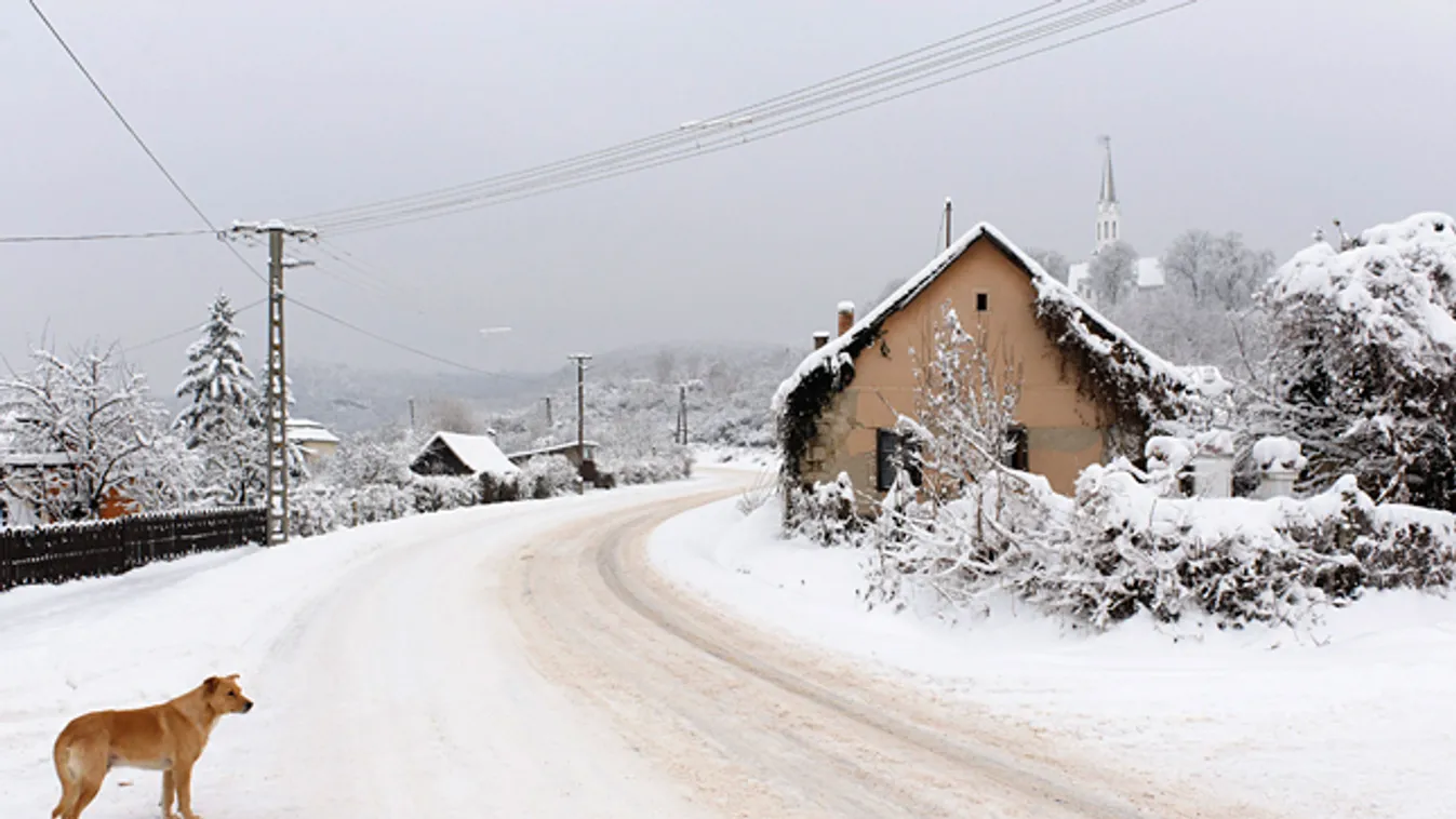 fagy, hideg, tél, fagyzug, Egy kutya áll a havas úton a Nógrád megyei Nógrádszakálban