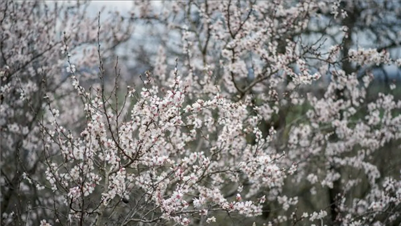 A szokatlanul enyhe téli időjárás miatt virágzik egy mandulafa Villány közelében. 