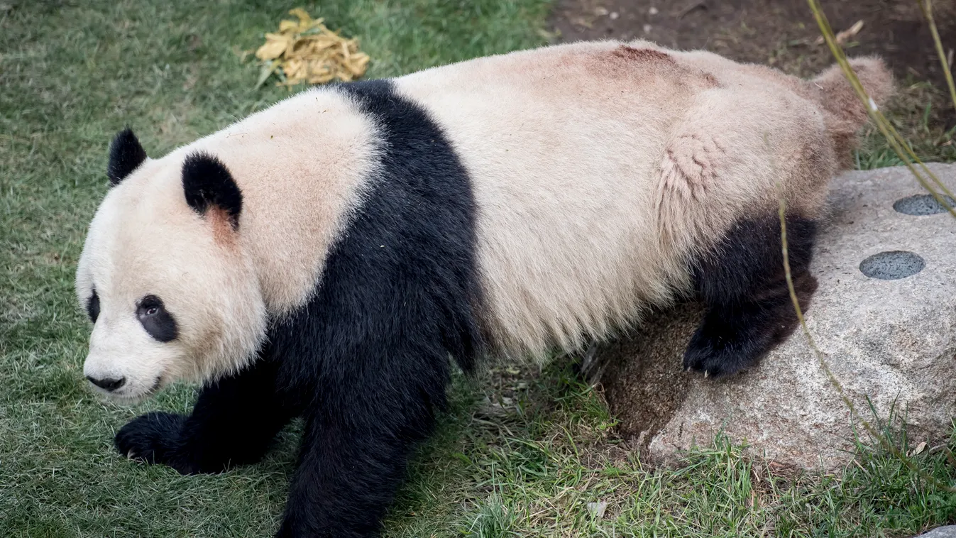 Panda, Hszing Er 