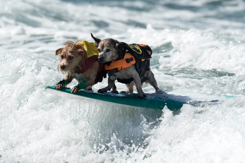 Szörföző kutyák gall  Dogs compete at the 11th annual Surf Dog Surf-A-Thon Dogs animals Surf Dog Surf A Thon Del Mar California waves Horizontal OCEAN SURFING 