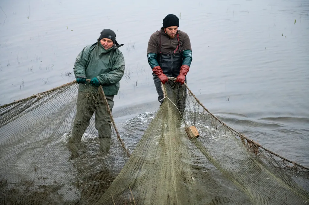 Karácsony előtti lehalászás Szabolcsban 