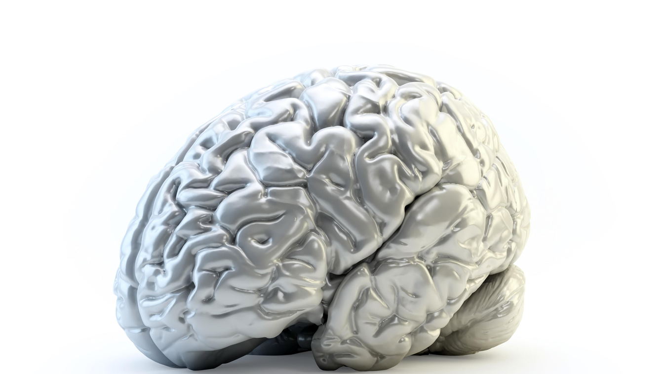 emberi agy,Human brain, 
