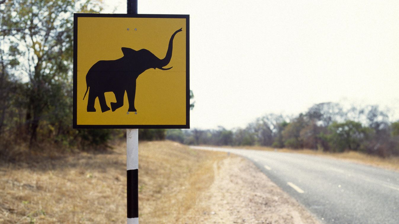 orvvadászat, elefánt, Zimbabwe 