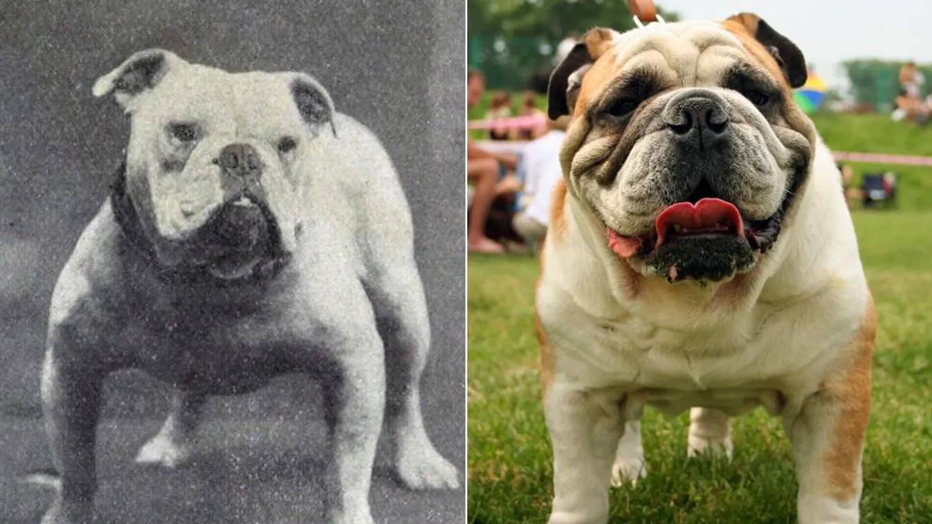 hogyan változtak bizonyos kutyafajták száz év alatt, angol bulldog 