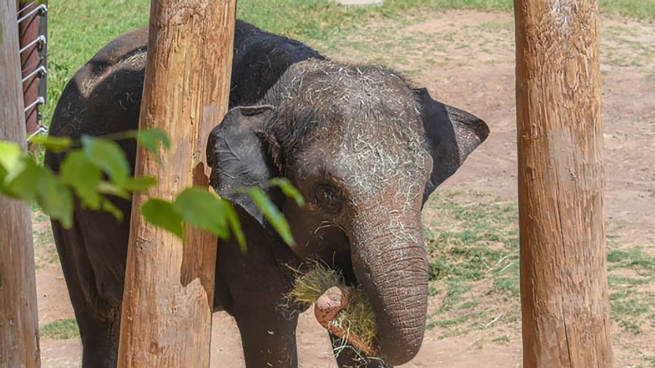 Elefánt született Oklahoma city állatkertjében 