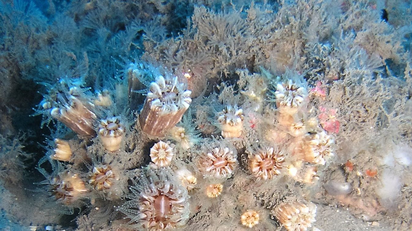 Animal Anthozoan Cnidaria Cnidarian E14.Rhi.Phy.mouc.2.20151012 GCMP GCMP Sample Global Coral Microbiome Project Hard coral Hexacorallian ID by Gal Eyal and Tal Amit Israel MED_IL_Pa40b Mediterranean Metazoan Michmoret Photo by Gal Eyal and Tal Amit Phyll