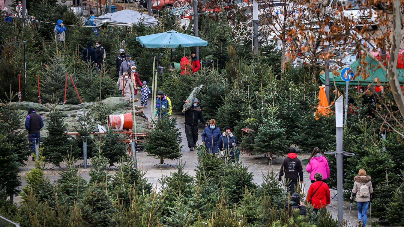 Karácsonyfa vásárlók és árusok Újpest, 2020 december 21.
fenyőfa, ünnep, 