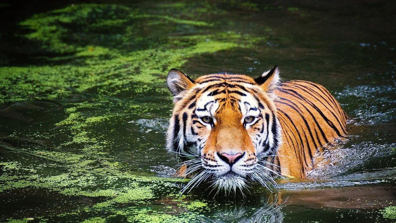 tigris 