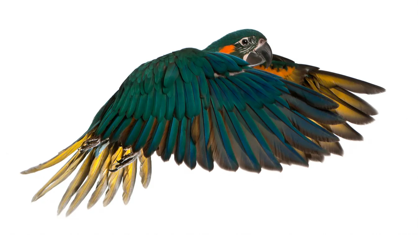 Blue-throated Macaw, (Ara glaucogularis), 4 months old, flying in front of white background Mulhouse Zoological and Botanical Park, France Flap wings Fly (to) Studio Profile shot Cut out Immature Panoramic photography Critically Endangered (IUCN) CR CITES