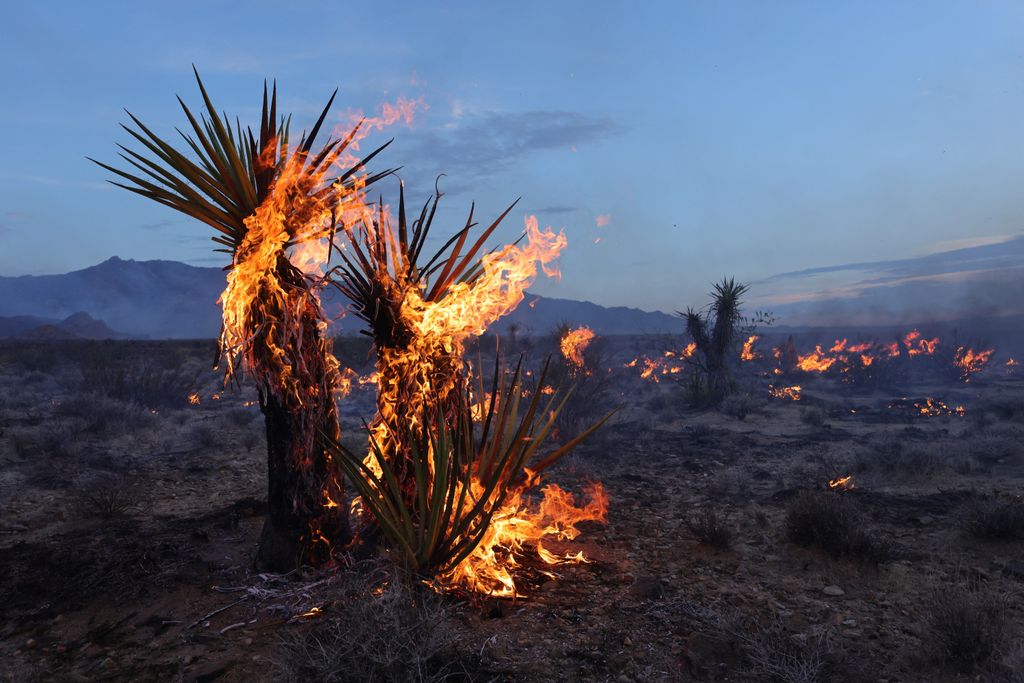tűz, bozóttűz, Mojave, nemzeti park, York, Nevada, Kalifornia, szárazság, Egyesült Államok 