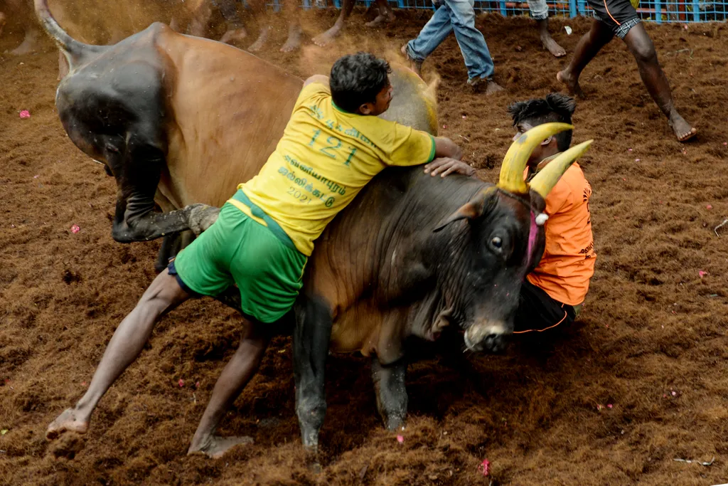 Jallikattu Avaniyapuram bika India Tamil Nadu 