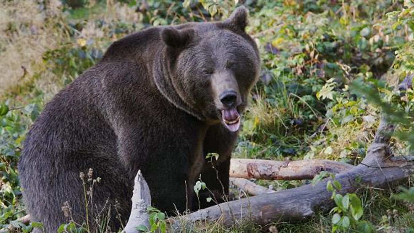 barnamedve, barna medve, Ursus arctos egy németországi nemzeti parkban 