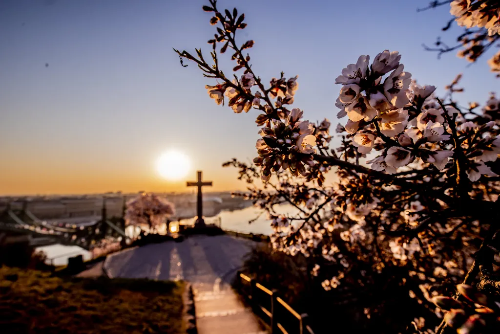 tavasz, virágzás, Gellért-hegy, Budapest, március, reggel 