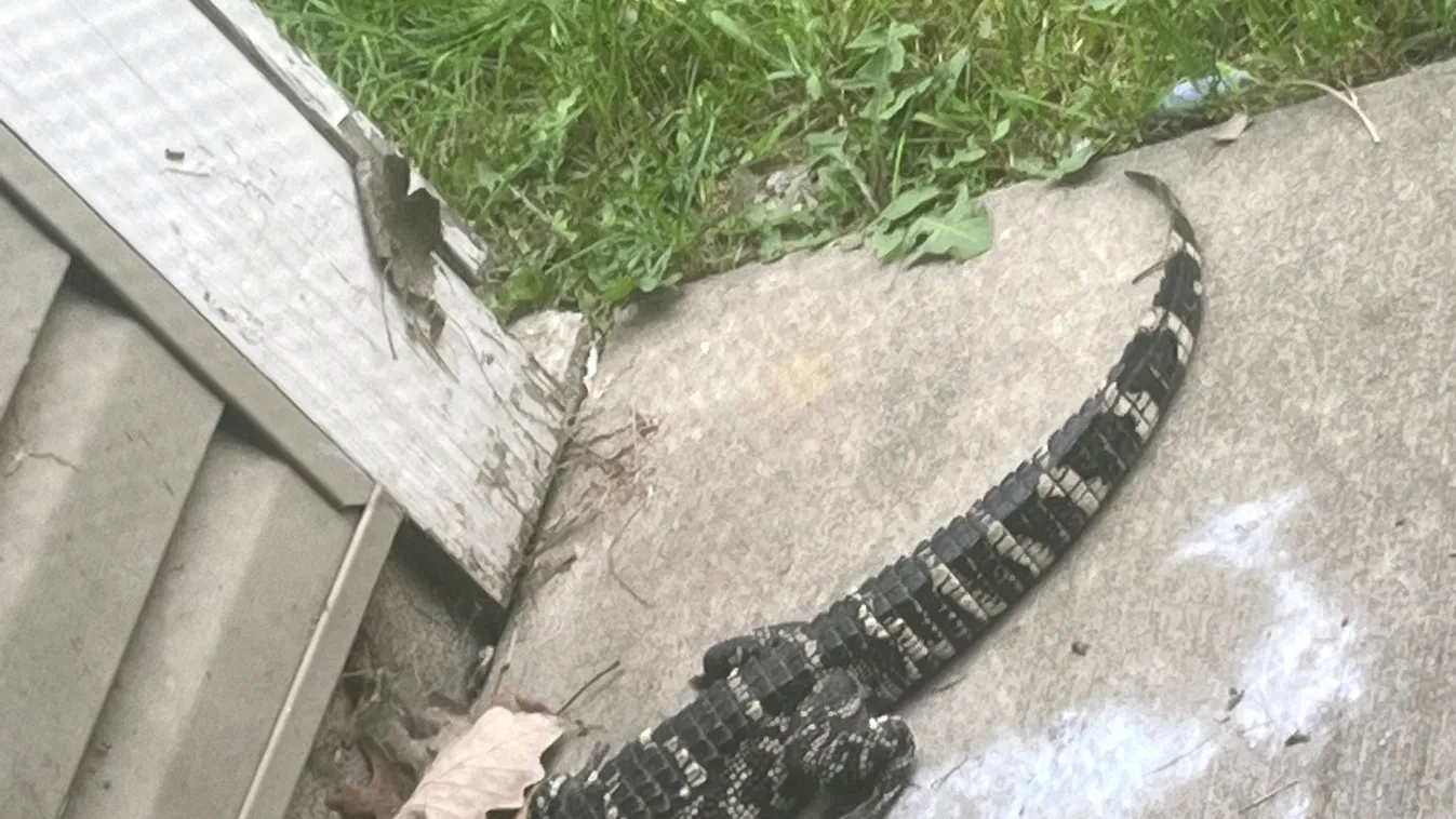krokodil, aligátor, Michigan, Egyesült Államok, USA Today 