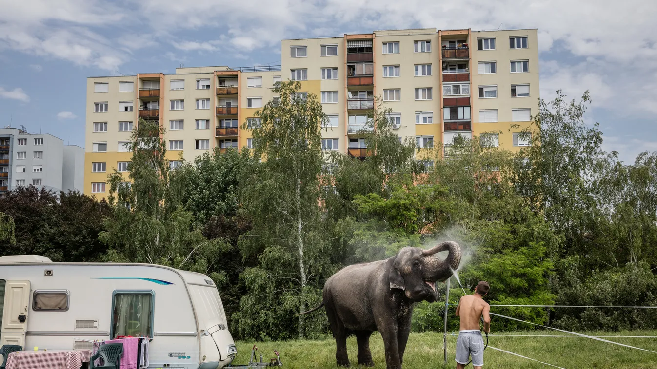 Kállai Márton Elefántfürdő 