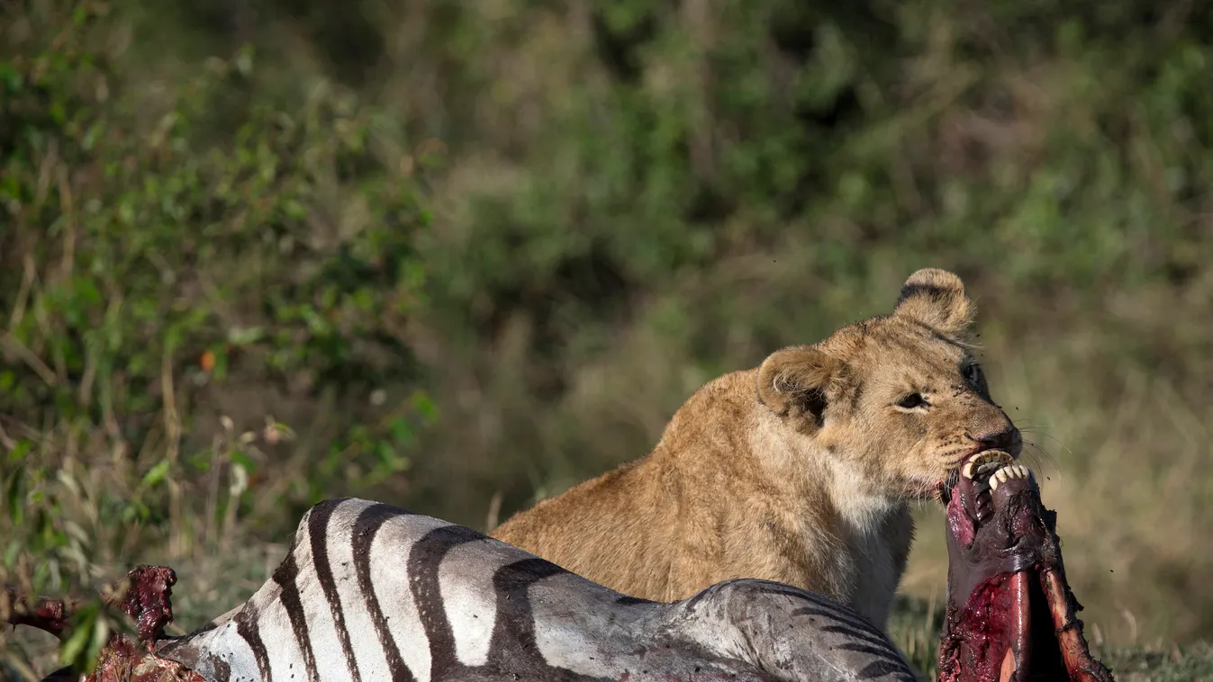 Lioness (panthera leo) with zebra kill in savanna Eastern Africa Kenya Masai mara carnivore mammal equid feline beast lion cub wild outdoors nobody wildlife report East Africa carnivora carnivorous carnivores Animals Mammalia Mammalian Mammals Equidae Equ