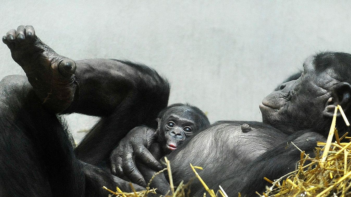 Az év képei 2014
2014.02.016. Anyja hasán pihen a wuppertáli állatkert újszülött bonobo csimpánza.A newly born bonobo chimpanzee rests on his mother's belly in their enclosure at the z 