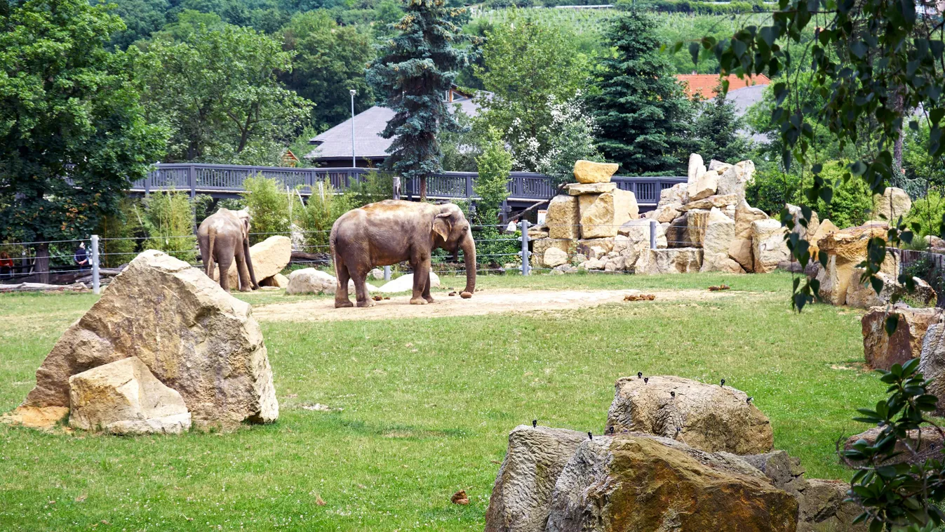 Elefántok a prágai állatkertben 