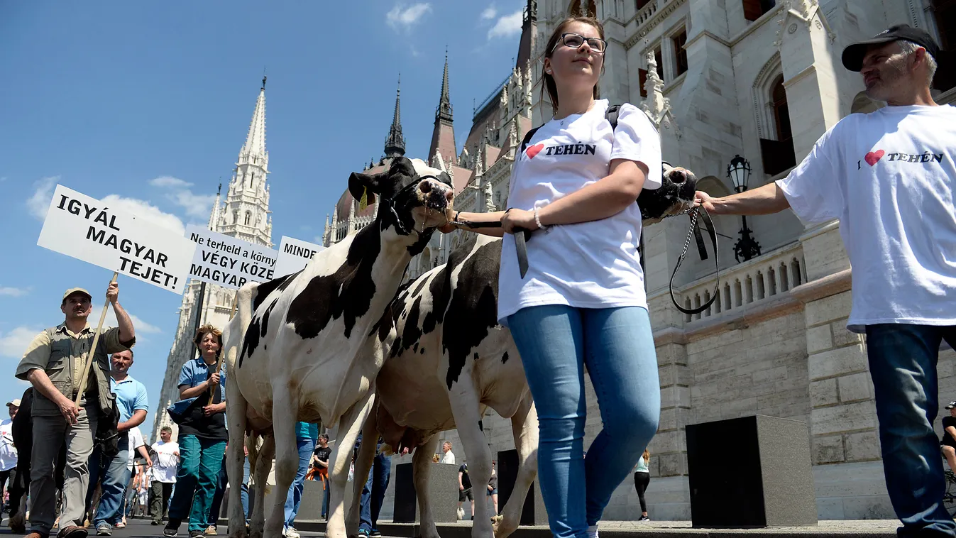 Budapest, 2016. május 23.
Az alacsony felvásárlási árak és a feldolgozott tejtermékek áfacsökkentésének elmaradása miatt tiltakozó tejtermelők demonstrációjának résztvevői vonulnak teheneikkel az Országház előtt, az id. Antall József rakparton 2016. május