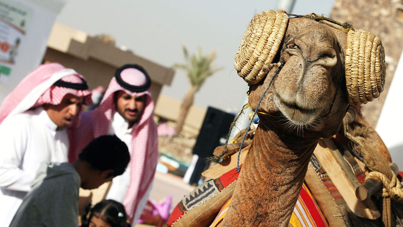teveszépségverseny, miss camel, szaúd-arábia, illusztráció