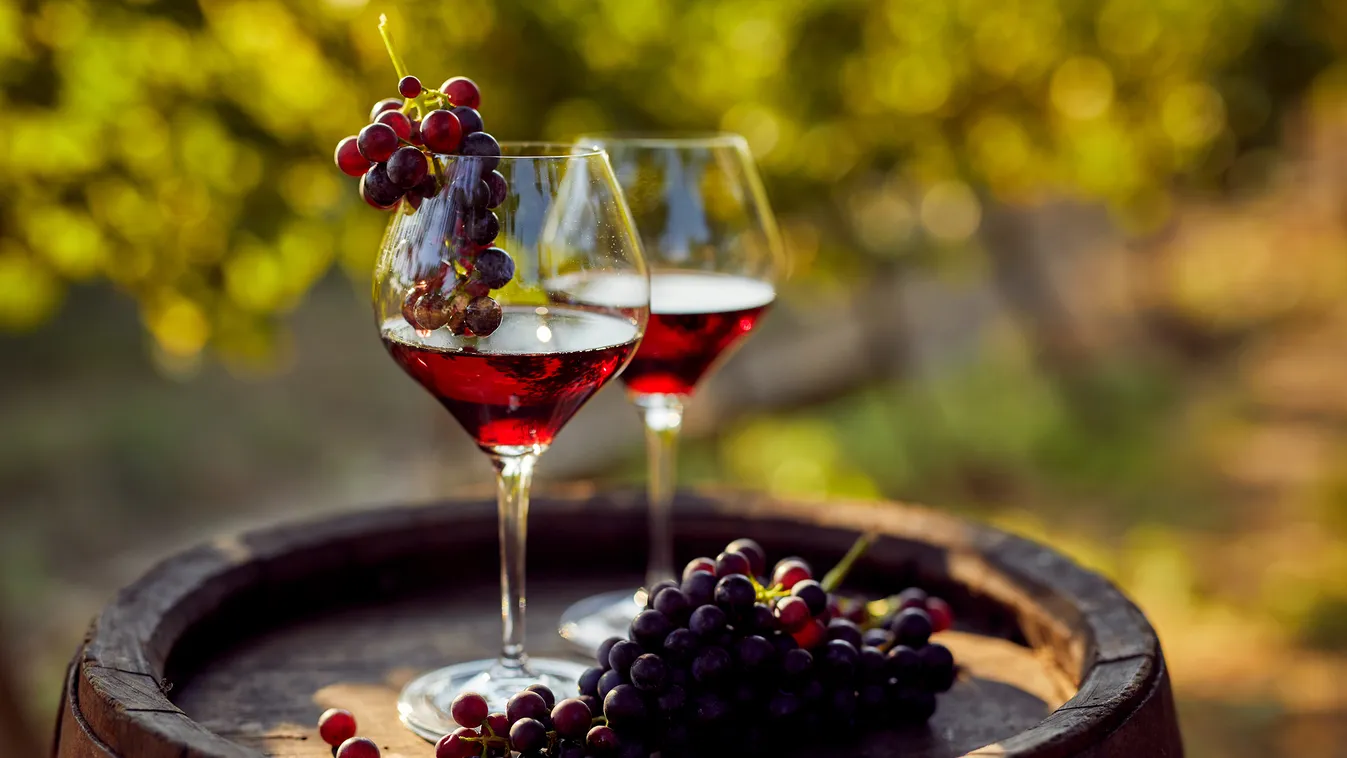 vörösbor borászat 