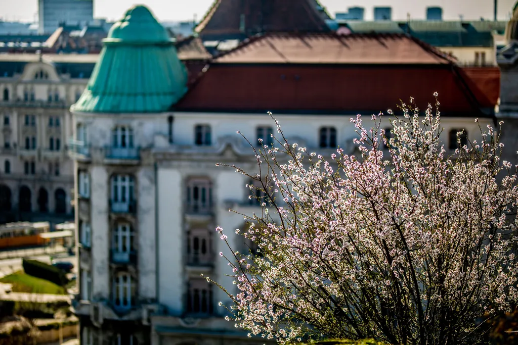 tavasz, virágzás, időjárás, napsütés, Budapest 