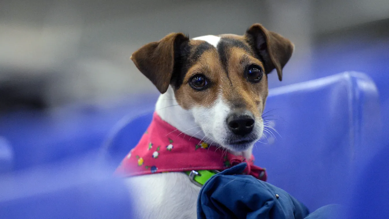 "Eurasia" dog show dog show breed eurasia 2017 Horizontal 