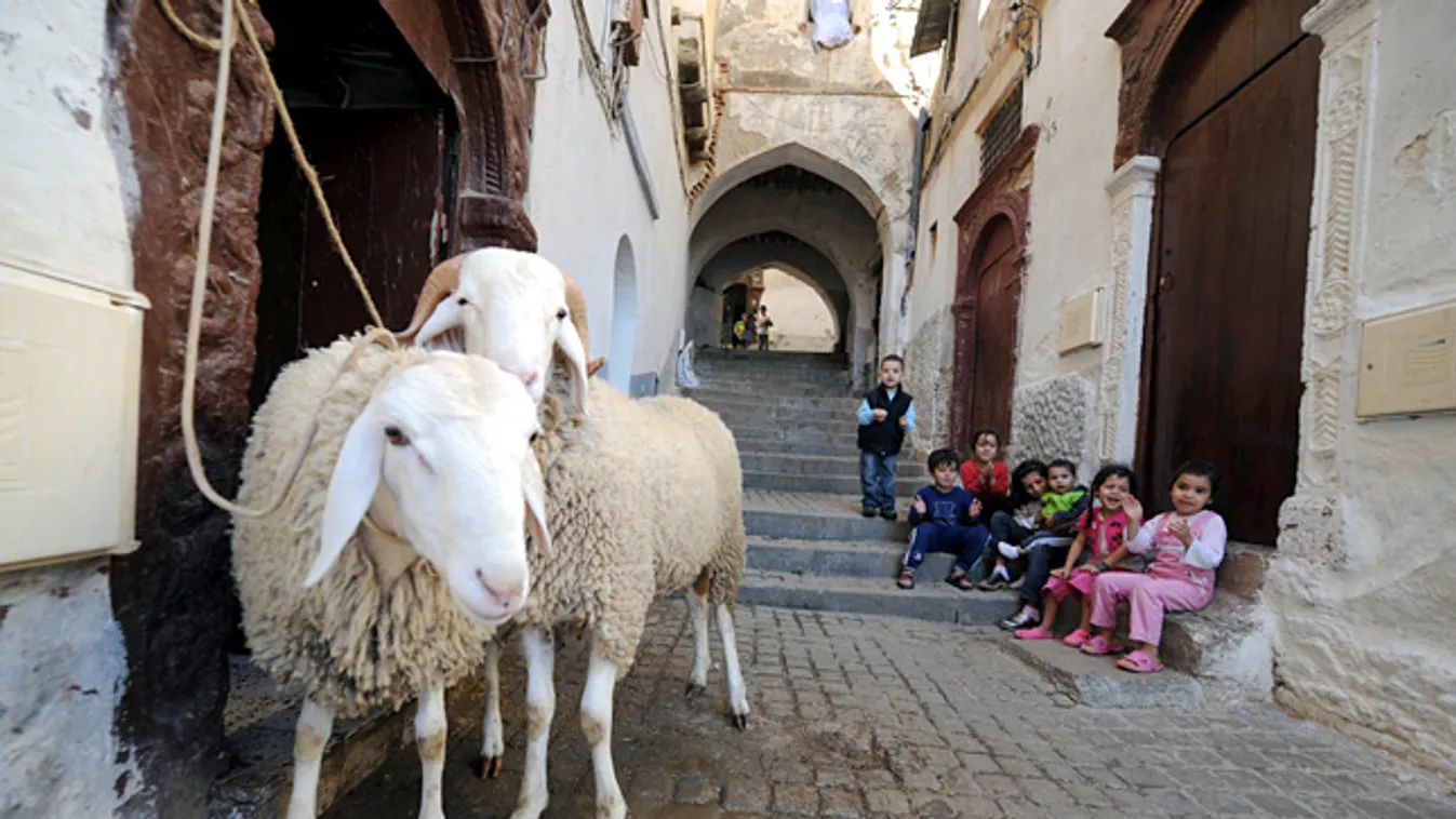 Alternatív célpontok luxus hajóutak számára, áldozati bárányok Algírban 