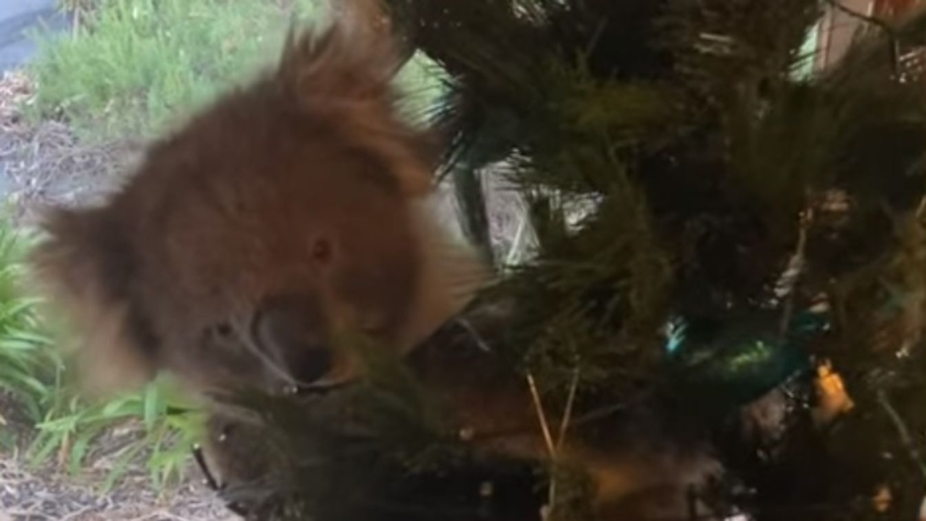 koala karácsonyfa 