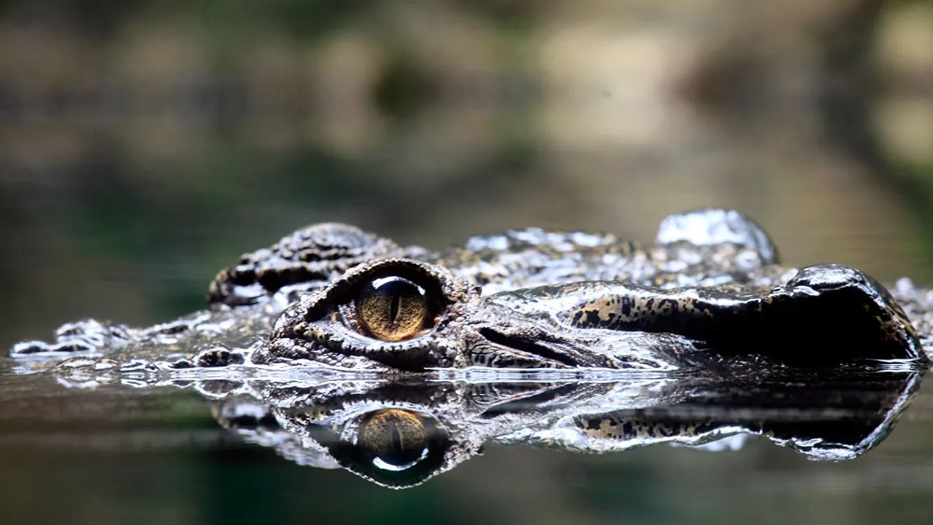 Crocodylus porosus, bordás krokodil 