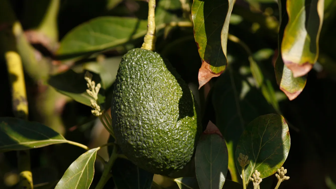 Restaurant Chain Chipotle Warns Climate Change Could Force Guacamole Off Their Menu GettyImageRank2 AGRICULTURE Business FINANCE HORIZONTAL FARM USA RESTAURANT FRUIT Tree WATER RAIN DROUGHT California HANGING BIOLOGY Weather AVOCADO Grove Irrigation Equip