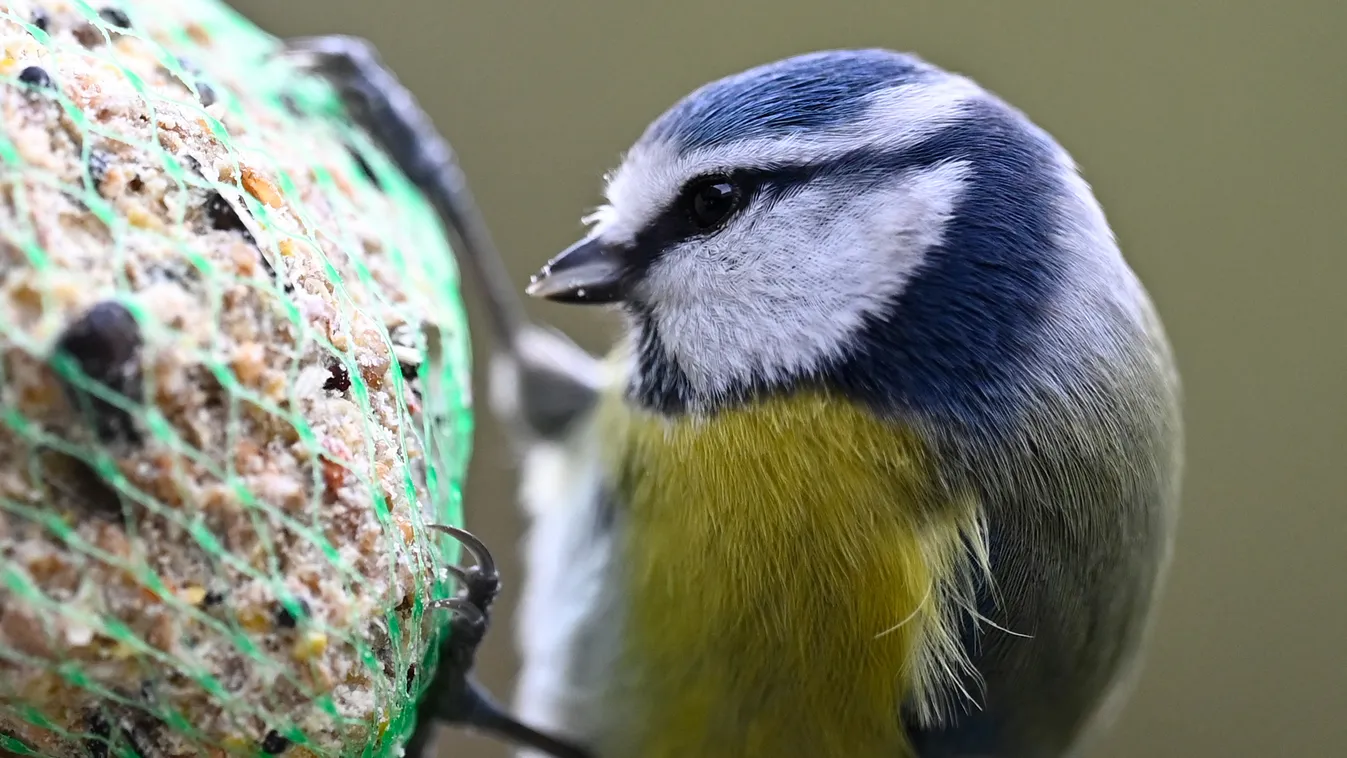 cinke kék cinege madáretető madáretetés tél természet madár 