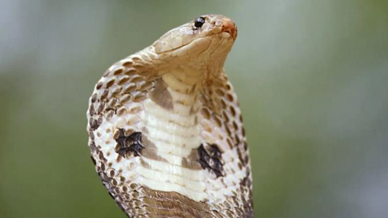Kobra, kígyó 