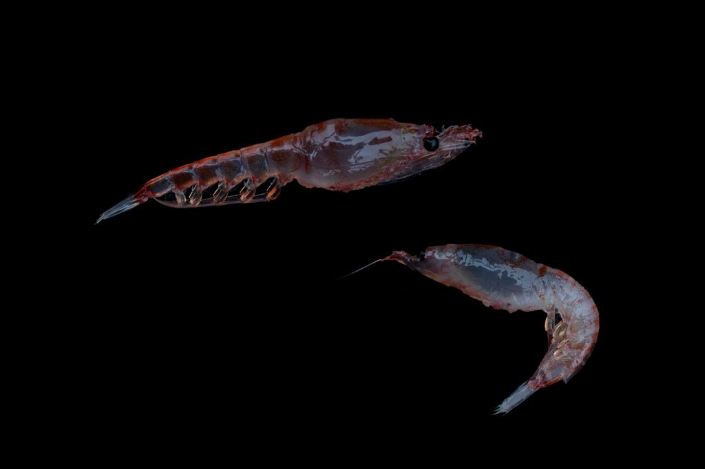 Antarktisz Krill Antarctic Biodiversity Krills KWCI (GPI) Protect the Antarctic (campaign title) Research Samples Krill, Euphausia superba, represent a critical component of the Antarctic food web, providing food for fish, whales, seals, penguins, a 