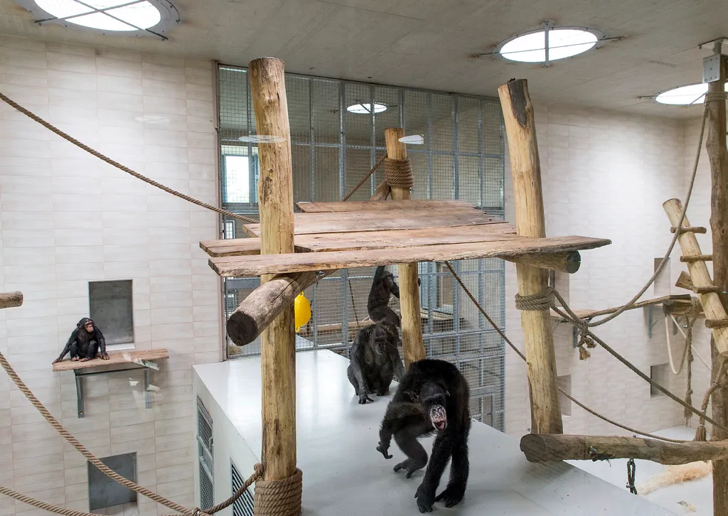 csimpánzház és kifutó a győri Xantus János Állatkertben 