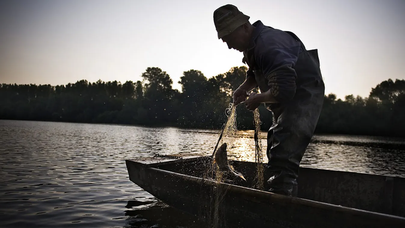fokgazdálkodás, 
Aranyász István tiszalöki halász szedi fel a fenékhálót a Tisza tiszaeszlári szakaszán 