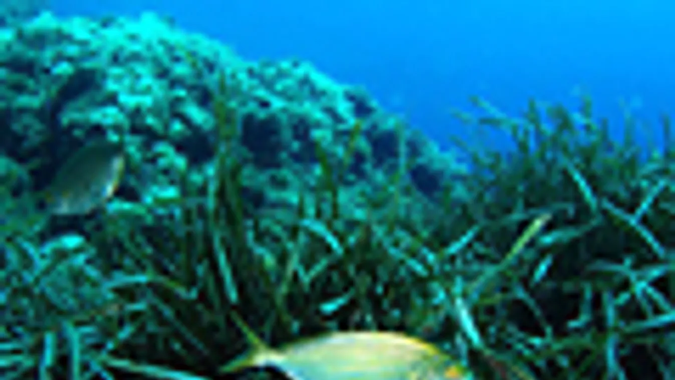 neptunfű, Posidonia oceanica