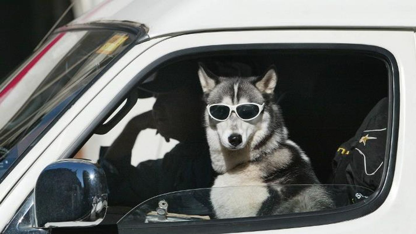 kutya autó napszemüveg hőség 